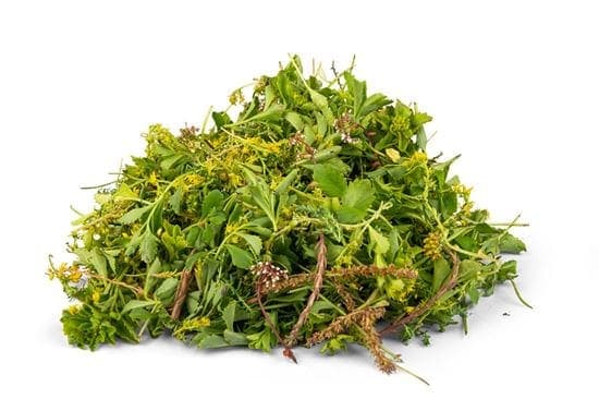Boutures de sedum