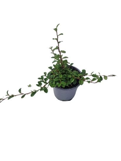 Cotoneaster dammeri