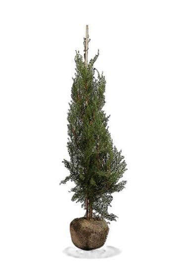 Cupressocyparis leylandii