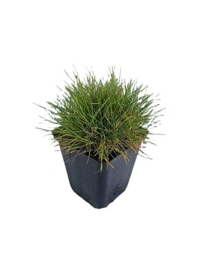 Festuca glauca ‘Gautieri’