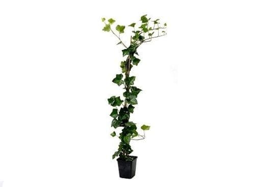 Hedera hibernica