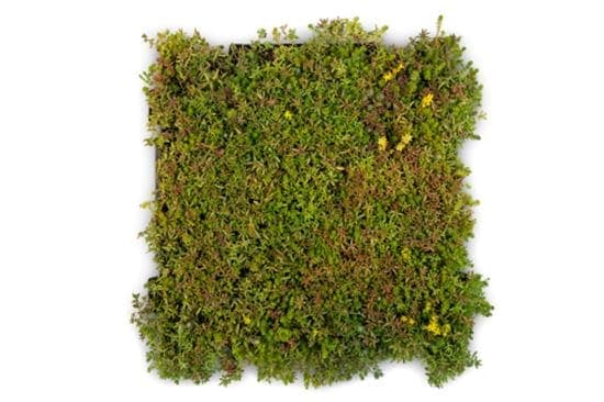 Herbaroof cassette de sedum