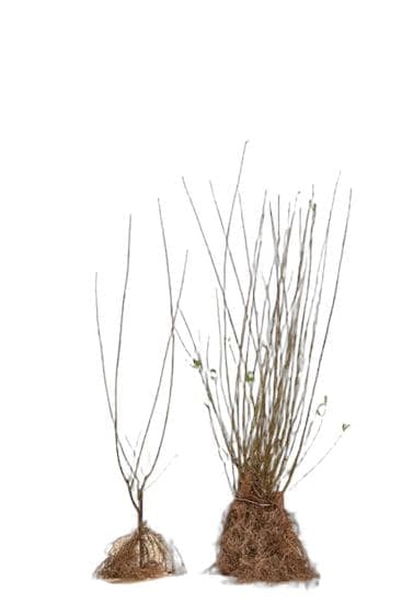 Ligustrum ovalifolium
