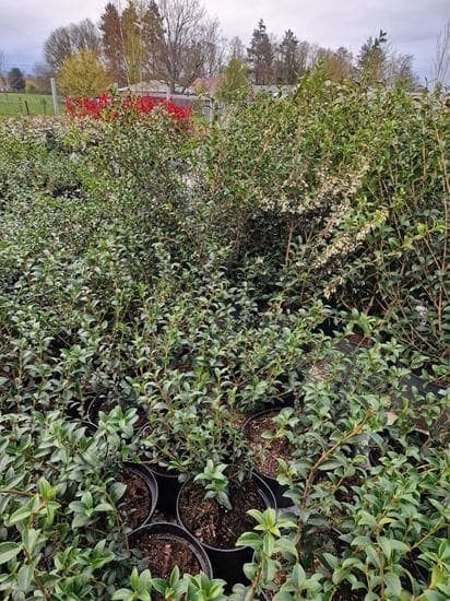 Osmanthus burkwoodii (30–40 cm, pot 3L Ø19 cm)