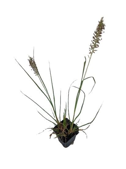 Pennisetum alopecuroides ‘Hameln’