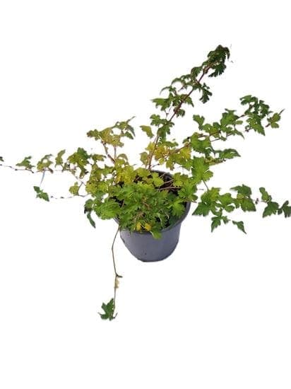 Stephanandra crispa