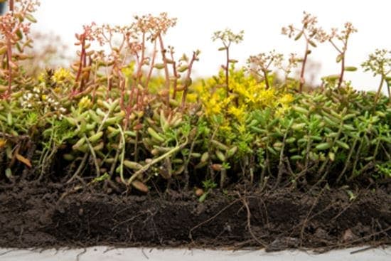 Tapis de sedum
