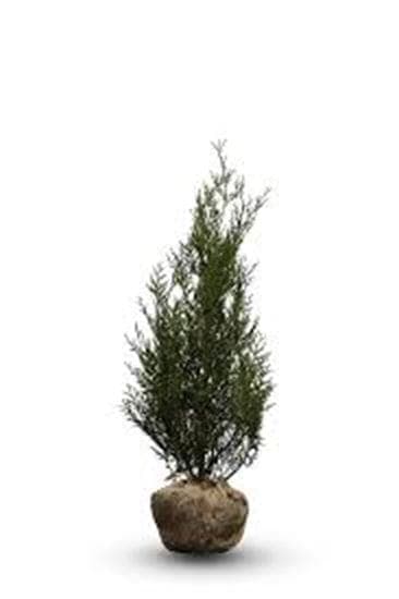 Thuja plicata ‘Atrovirens’