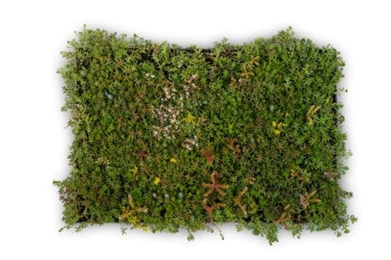 Trudiroof cassette de sedum