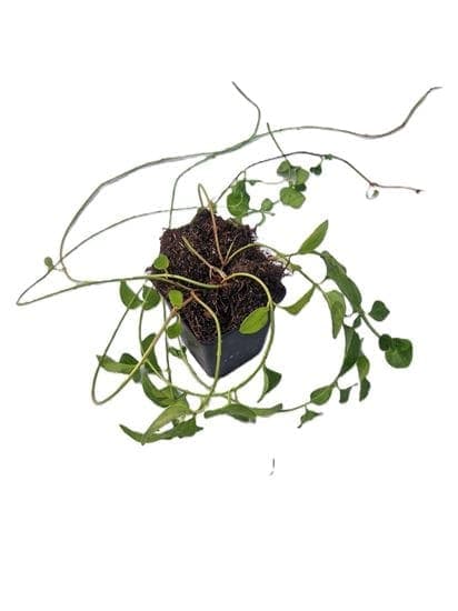 Vinca Major
